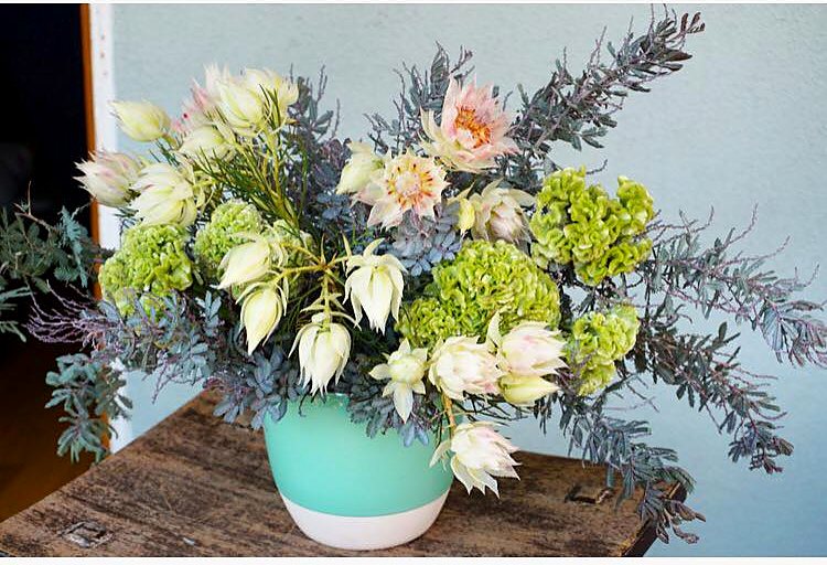 Blushing bride protea, green celosia and silver foliage in a teal and white pot